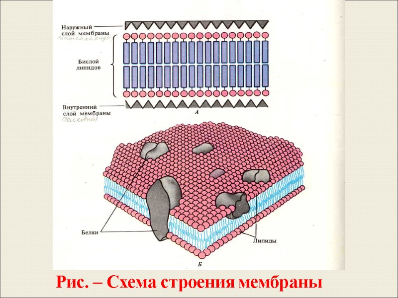 Рис. – Схема строения мембраны